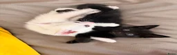 Mixed Breed cats for sale: Kitten for sales  in Croydon - Advert 6