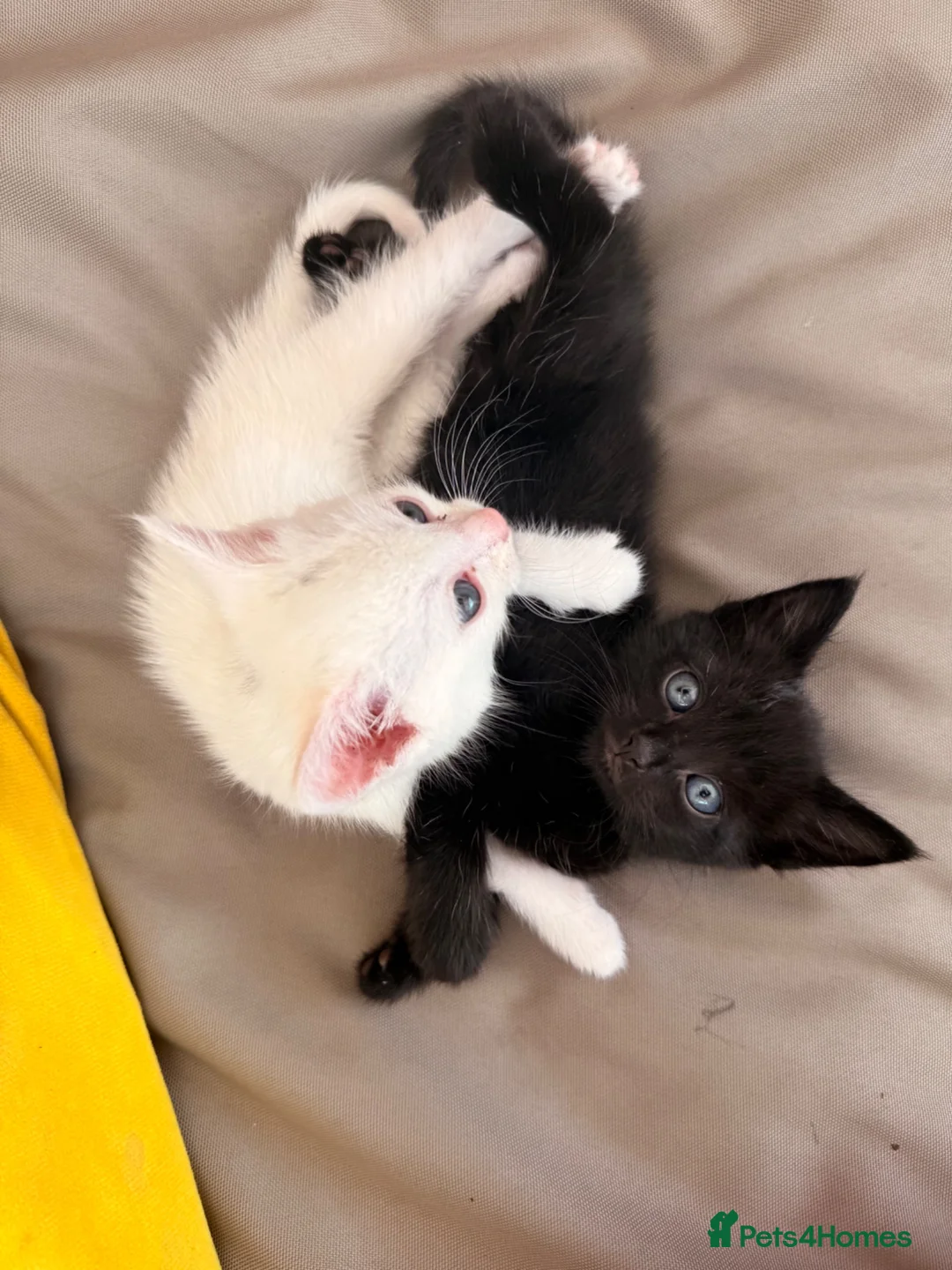 Mixed Breed cats for sale: Kitten for sales  in Croydon - Advert 6