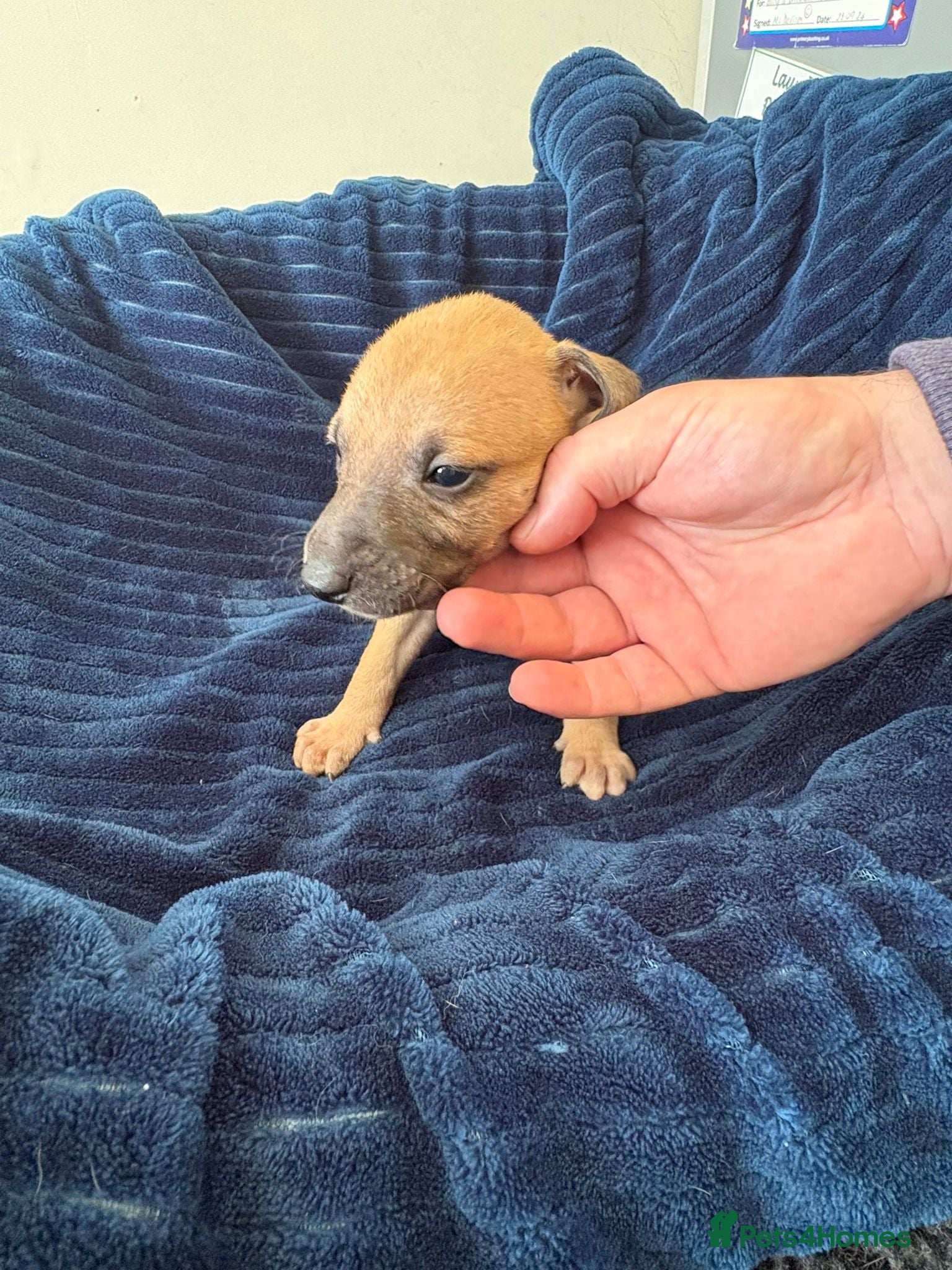 Mixed Breed dogs for sale: Saluki whippet greyhound - Advert 7