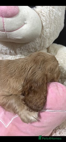 Cocker Spaniel dogs - Advert 2