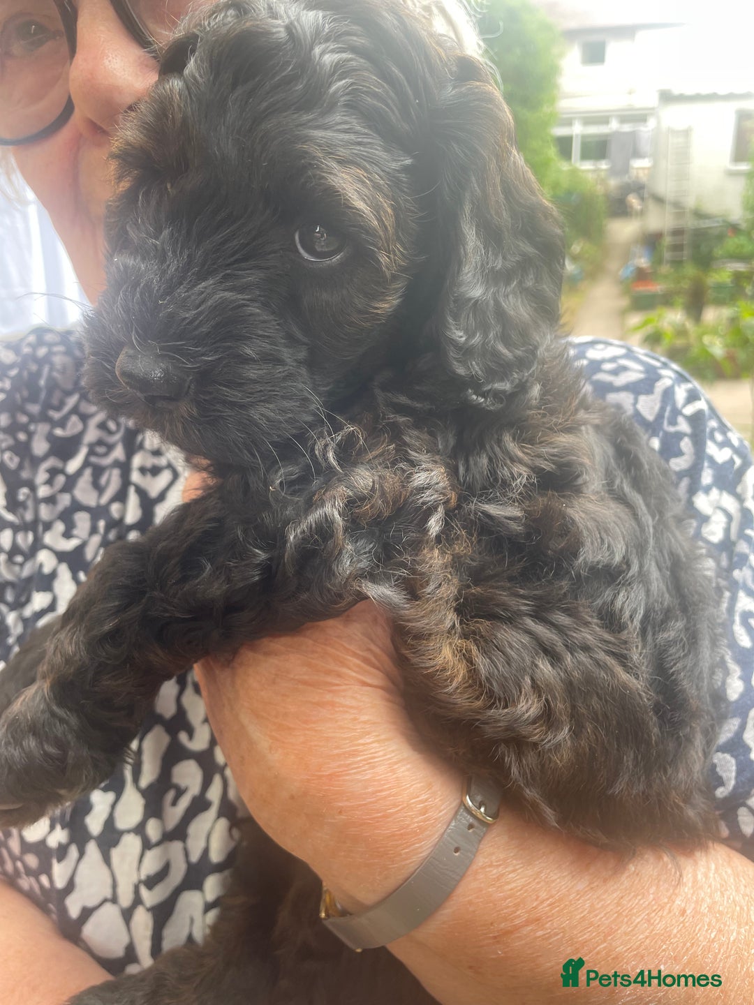 Cockapoo dogs for sale: Cockapoo puppies - Image 4