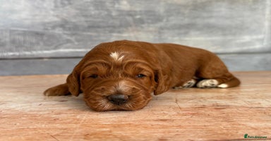 Cockapoo dogs - Advert 15