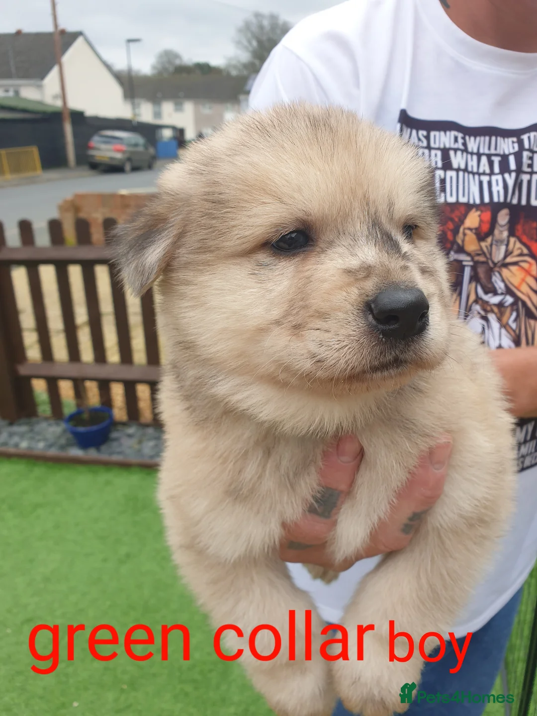 Mixed Breed dogs for sale: Hybrid chowchow/alaskan malamute  - Advert 7