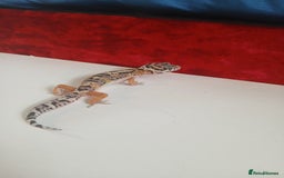 Leopard Gecko reptiles for sale: Baby leopard geckos for sale  - Image 12