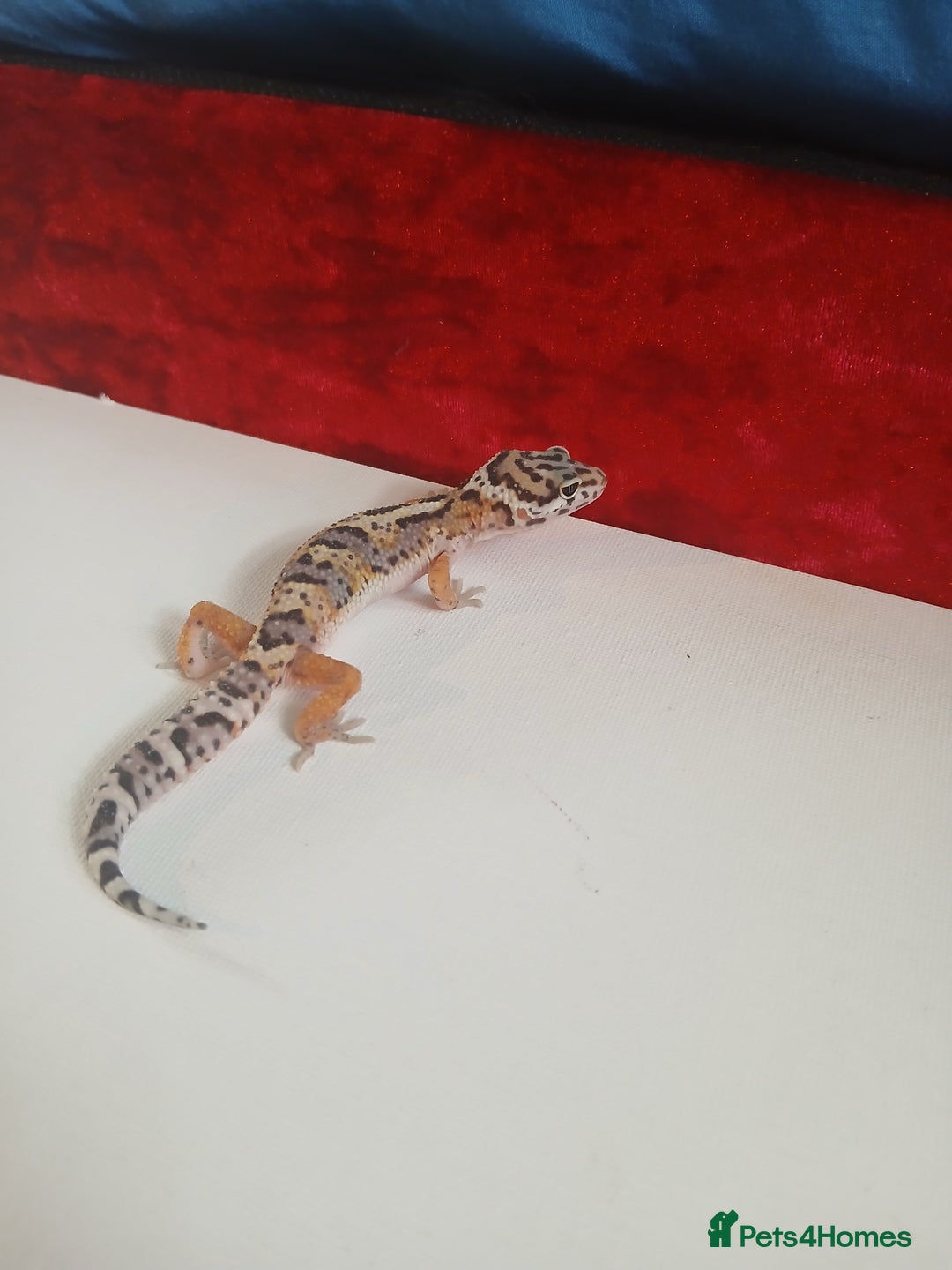 Leopard Gecko reptiles for sale: Baby leopard geckos for sale  - Image 12