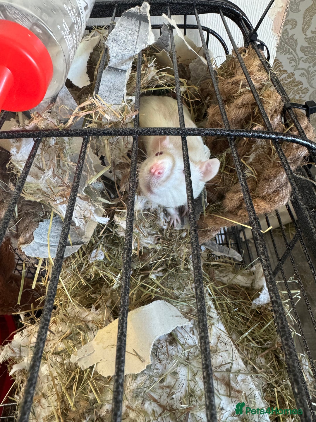 Rat rodents for sale: X2 female rats with full set up - Image 1
