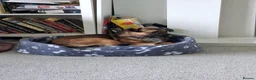 Mixed Breed dogs for adoption: Meet Katja, currently residing in Hampshire  in Waterlooville - Advert 8