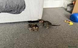 Bengal cats for sale: Russian Blue Bengal Kittens - Image 12