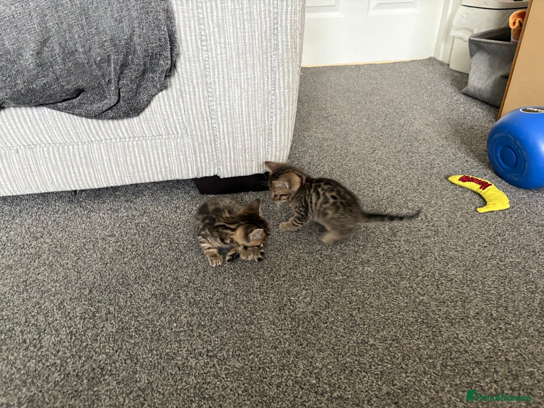 Bengal cats for sale: Russian Blue Bengal Kittens - Image 12