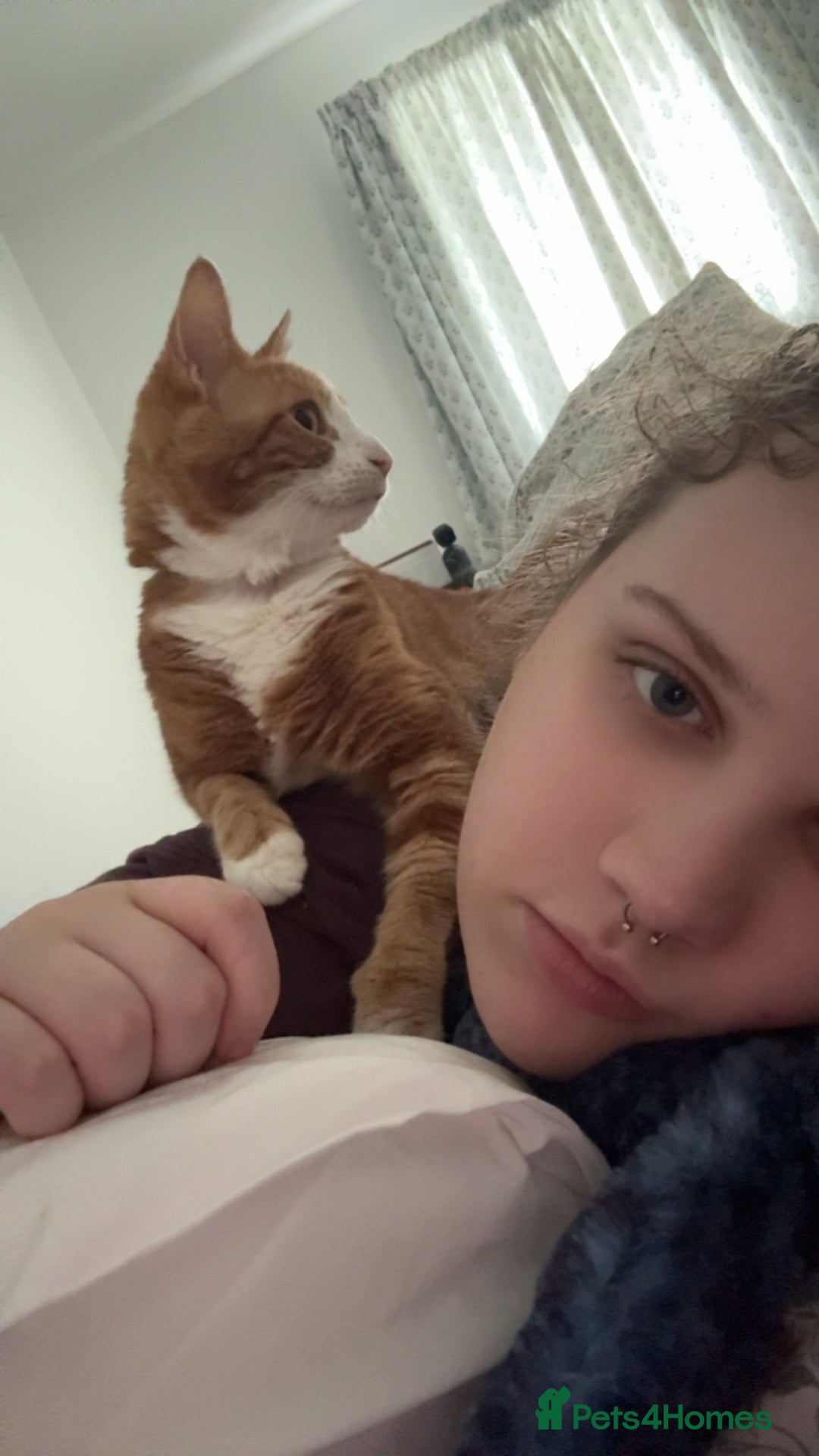 Mixed Breed cats for sale: Marla ginger cat  - Advert 24