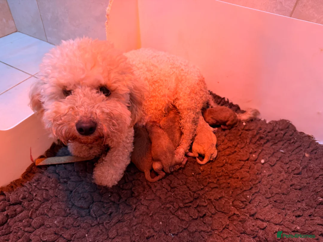 Poochon dogs for sale: Stunning deep red & apricot Poochon puppies - Advert 7