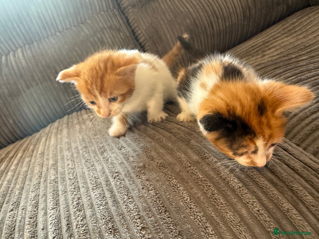 British Shorthair cats for sale: Calico kittens - Image 1