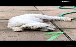 Mixed Breed dogs for sale: Gorgeous puppies  - Image 6