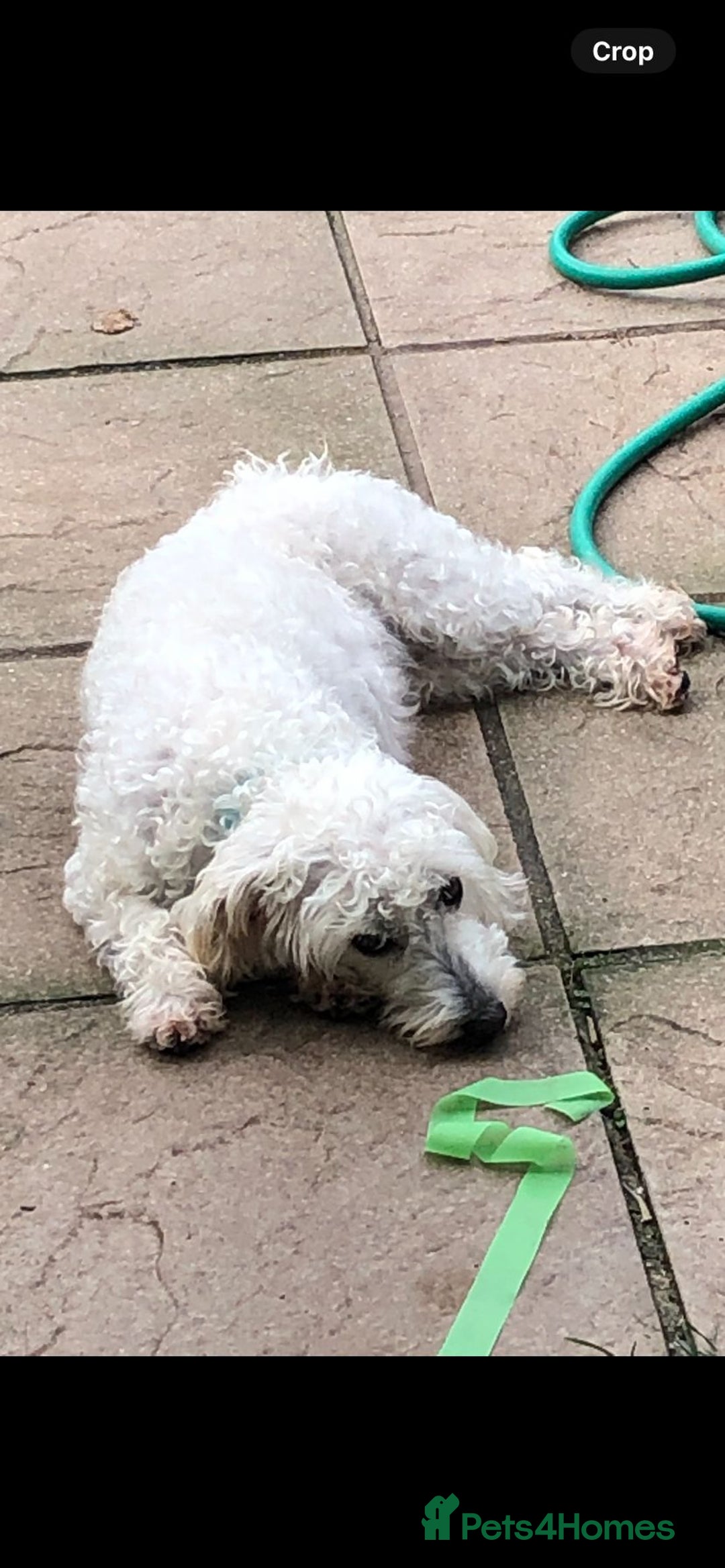 Mixed Breed dogs for sale: Gorgeous puppies  - Image 6