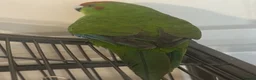 Parakeets birds for sale: Parakeet bird  - Advert 3