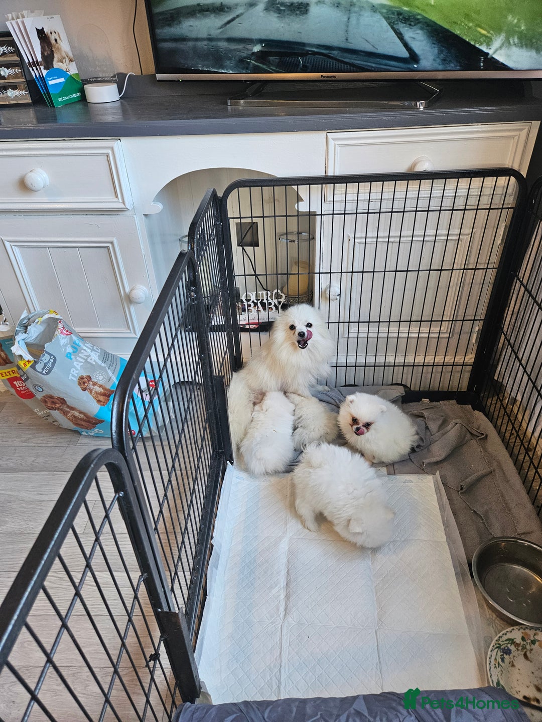 Pomeranian dogs for sale: Pomeranian puppies, 8 wks, white. - Image 6