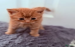 Mixed Breed cats for sale: Long Fur kittens for sale  - Image 16