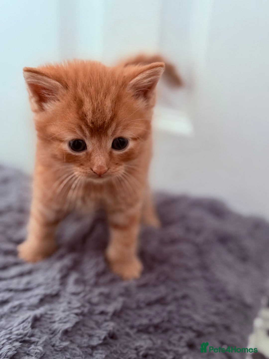 Mixed Breed cats for sale: Long Fur kittens for sale  - Image 16