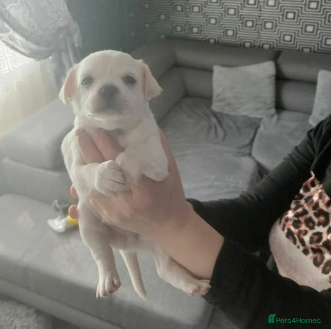 Chihuahua dogs for sale: Exceptional Puppies Seeking Loving Homes in Sheffield - Advert 5
