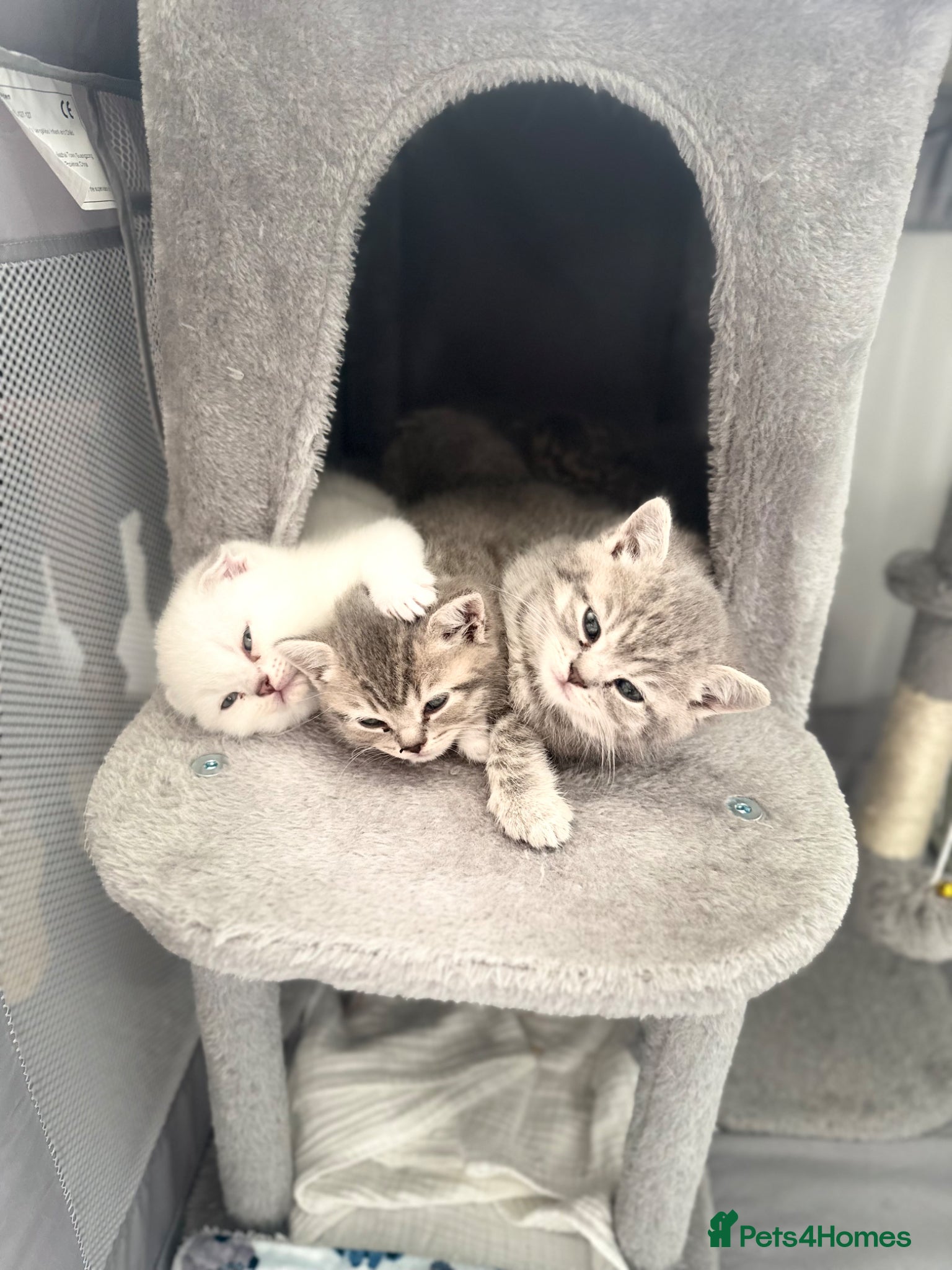 Scottish Fold cats Cute Scottish Fold Kitten Ready for a Loving Home - Advert 1