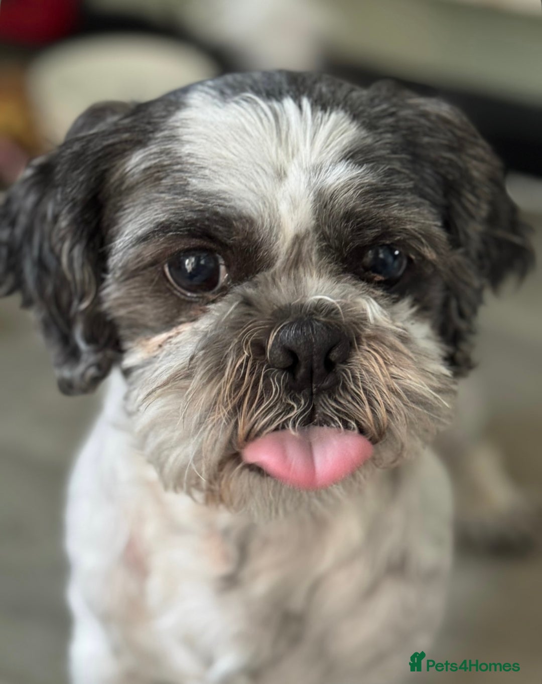 Shih Tzu dogs for sale: Three Beautiful male Shih tzu puppies  - Image 3