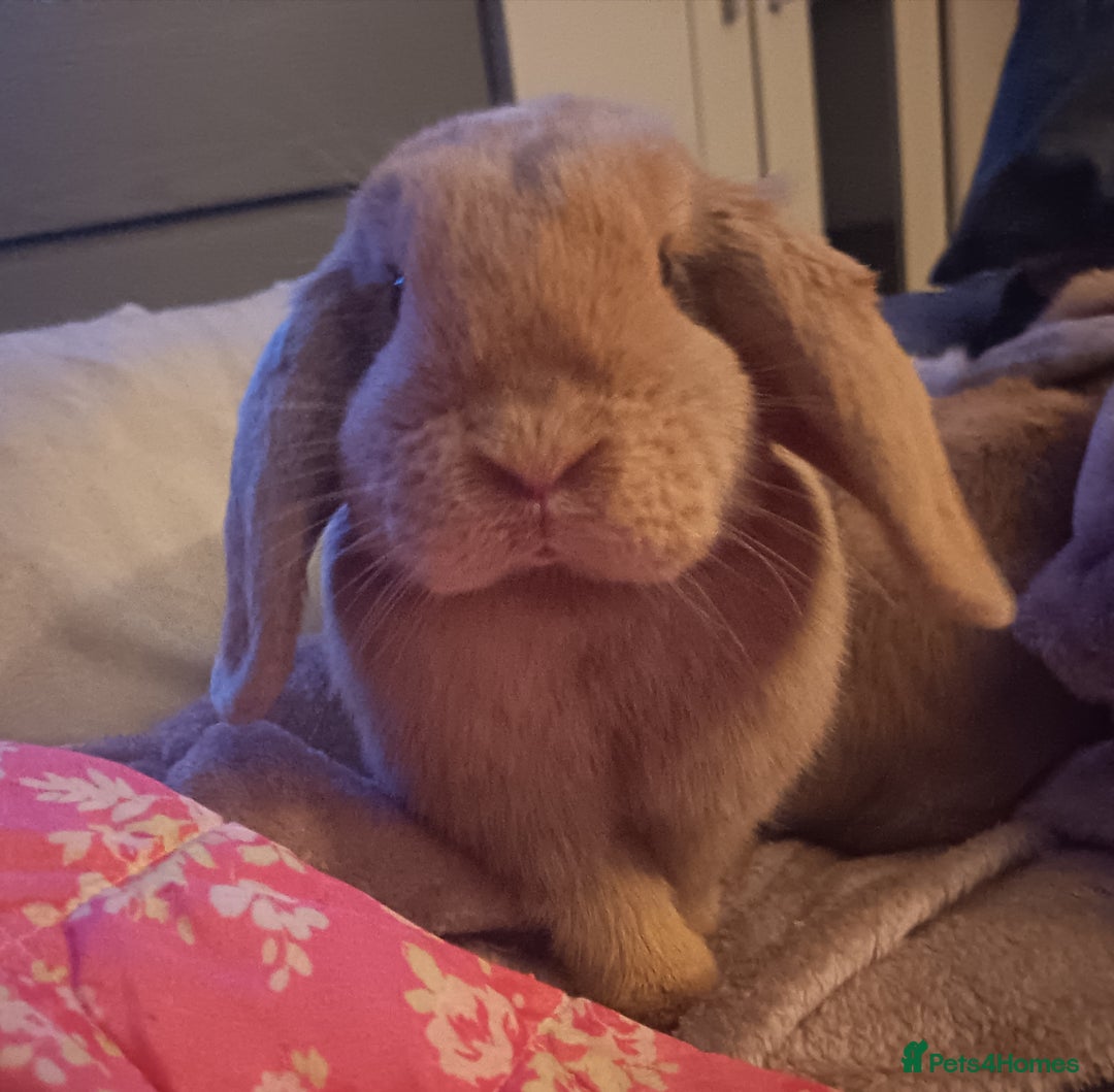 Mini Lop rabbits for sale: I have 3 girls sisters 6 months  - Advert 3