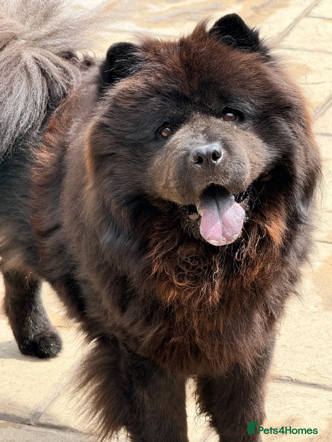 Chow Chow dogs for sale: Male Black Chow Chow (intact) 2 years old - Advert 2
