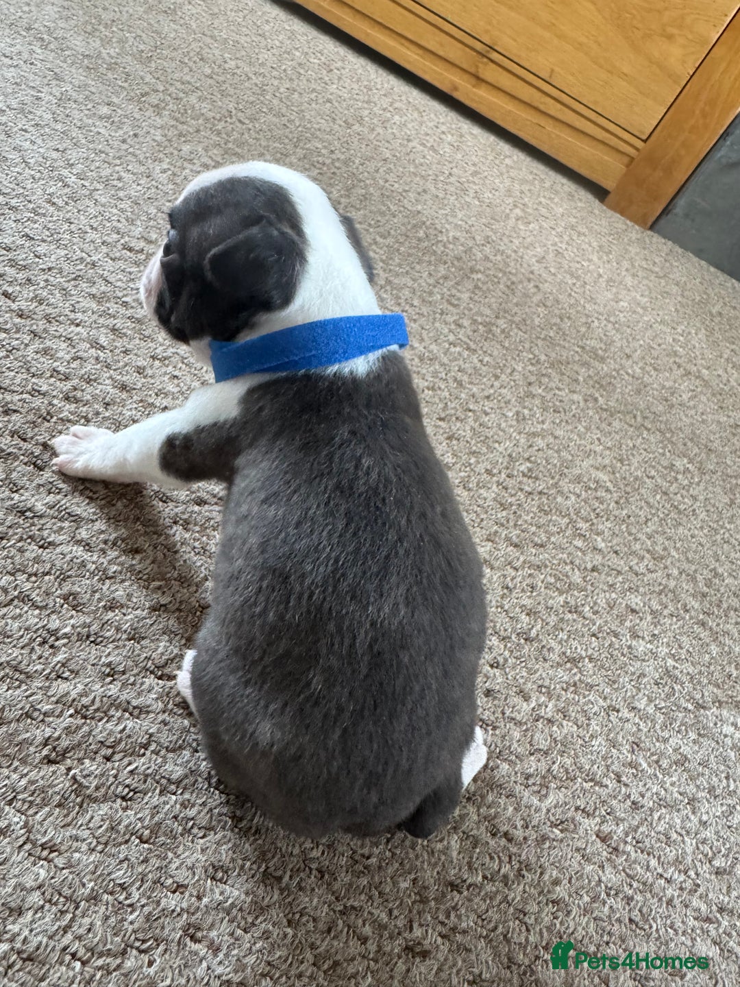 Boston Terrier dogs for sale: Beautiful Boston Terrier Puppies for Loving Homes - Image 14