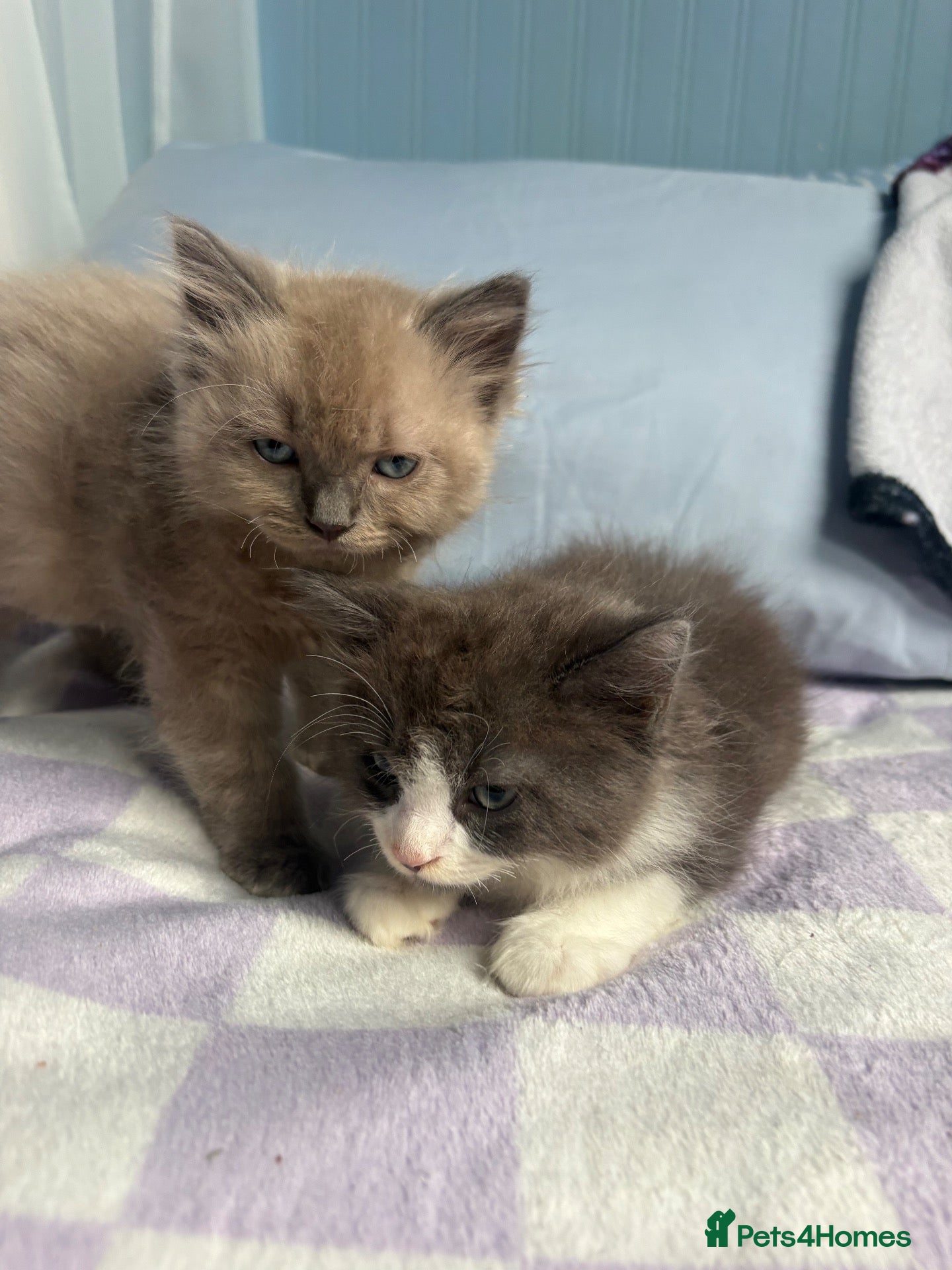 Ragdoll cats 2 ragdoll x bsh male kittens  - Advert 12