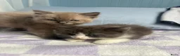 Ragdoll cats for sale: 2 ragdoll x bsh male kittens  - Advert 1