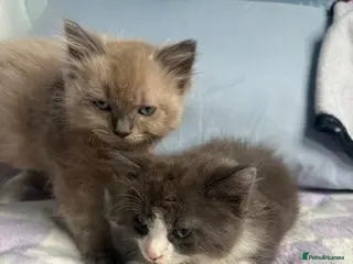 Ragdoll cats 2 ragdoll x bsh male kittens - Advert 6