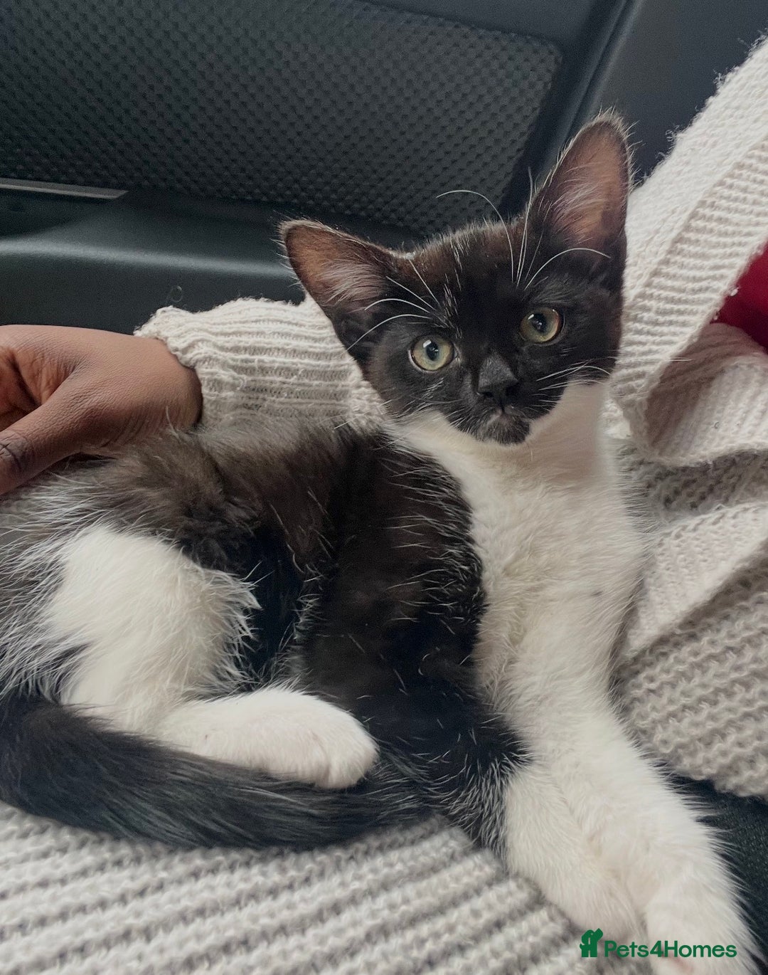 Exotic cats for sale: black and white kitten - Advert 1