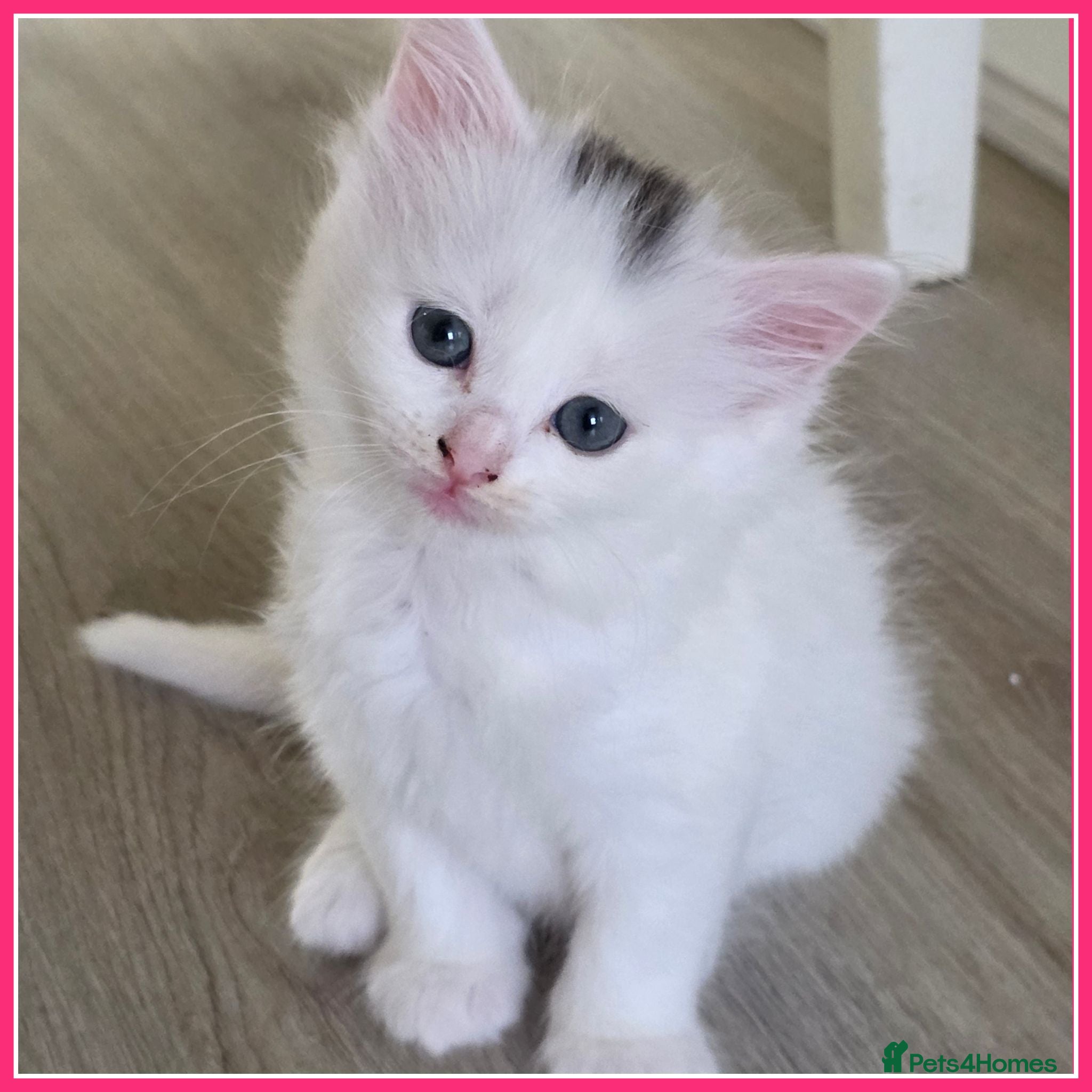 Mixed Breed cats 🔹️🔸️🔹️Kittens🔸️domestic cat x Ragdoll 🔹️🔸️ - Advert 3
