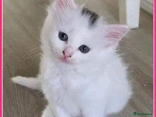Mixed Breed cats 🔹️🔸️🔹️Kittens🔸️domestic cat x Ragdoll 🔹️🔸️ - Advert 3