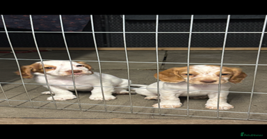 Cocker Spaniel dogs - Advert 13