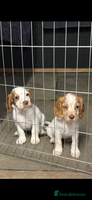 Cocker Spaniel dogs - Advert 13