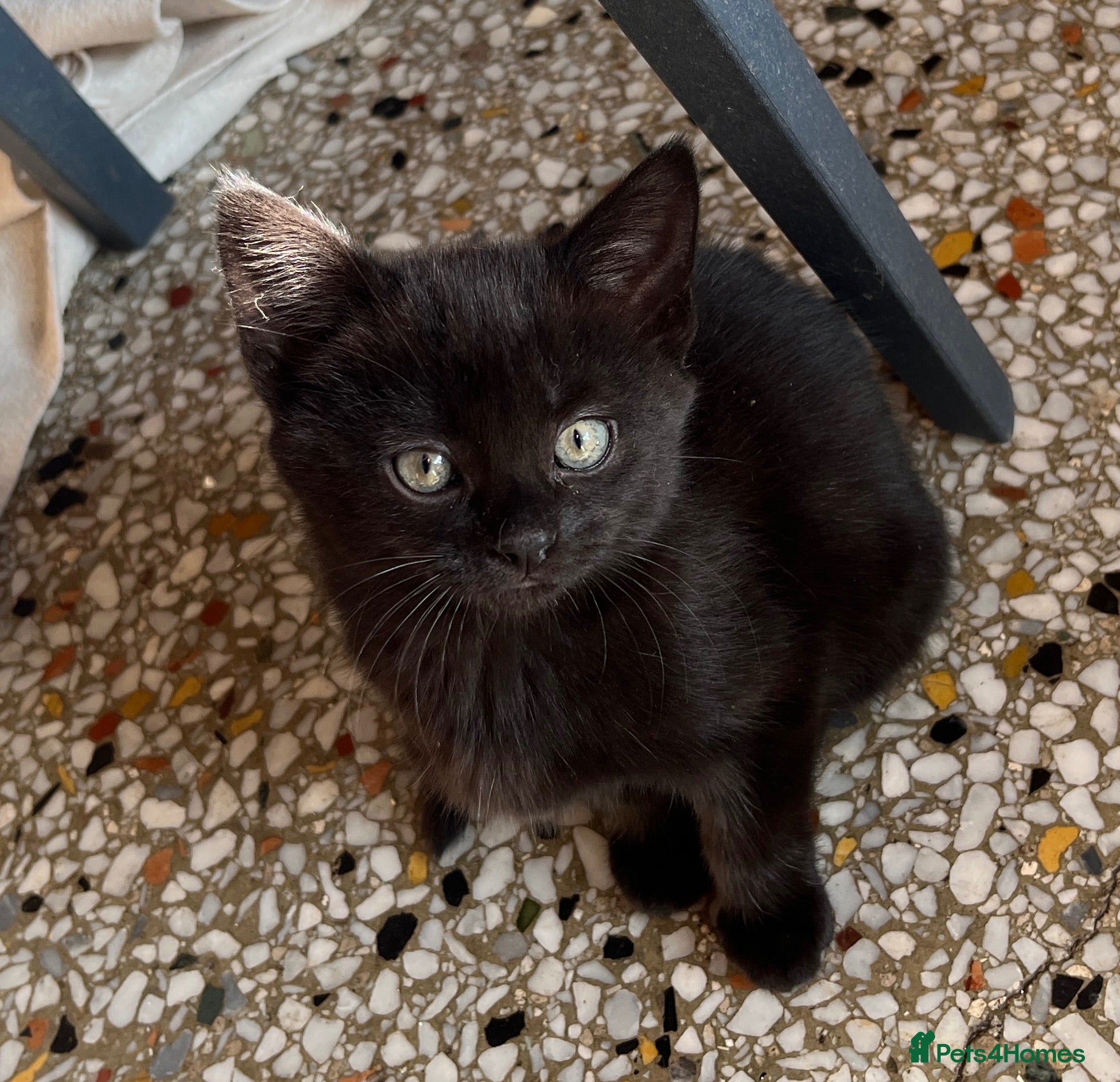 Mixed Breed cats Five kittens ready to go - Advert 3