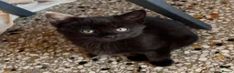 Mixed Breed cats for sale: Five kittens ready to go - Advert 1