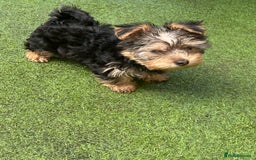 Yorkshire Terrier dogs for sale: Yorkshire terriers 1 boy 3 girls - Image 6