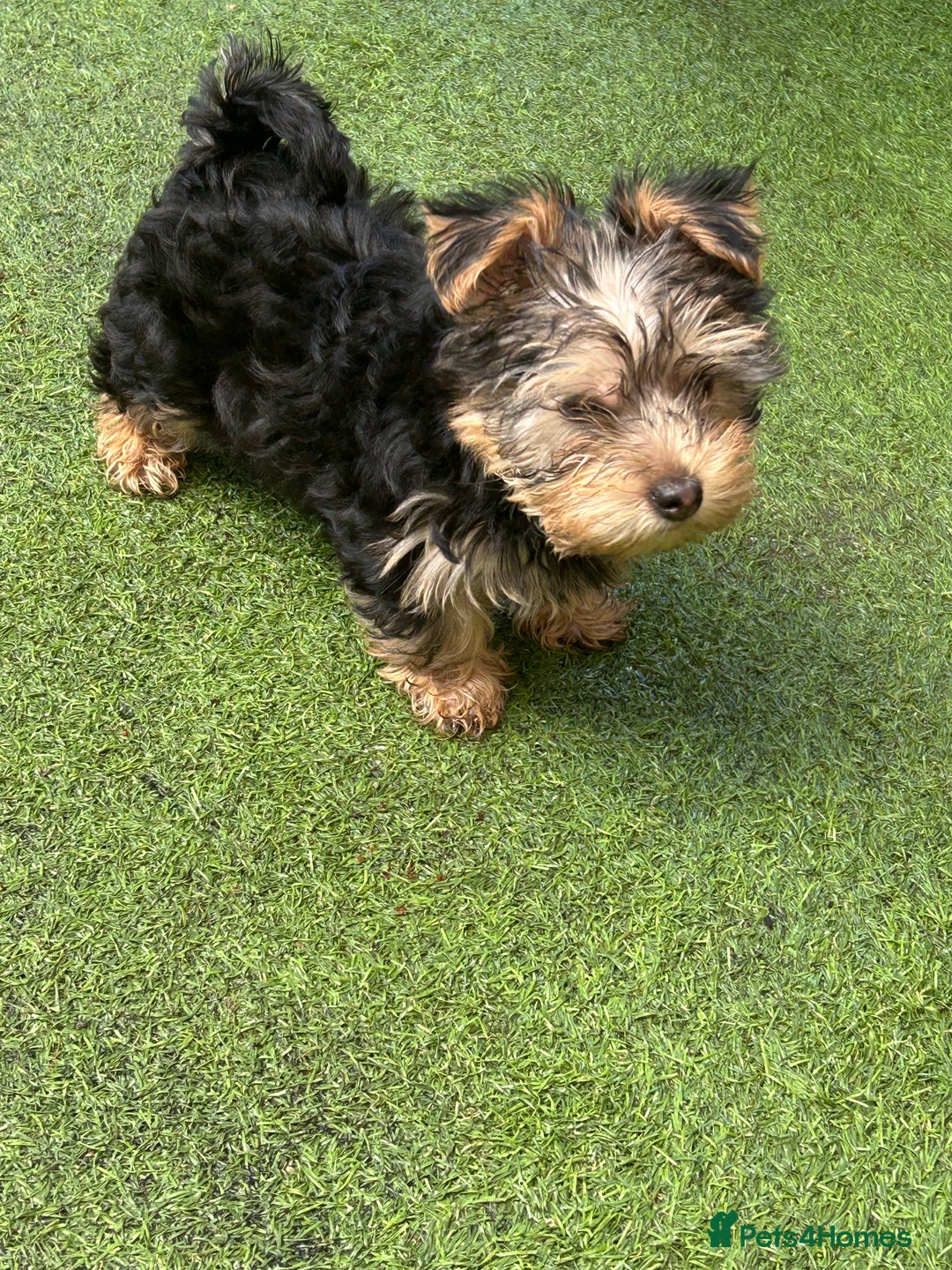 Yorkshire Terrier dogs for sale: Yorkshire terriers 1 boy 3 girls - Image 6