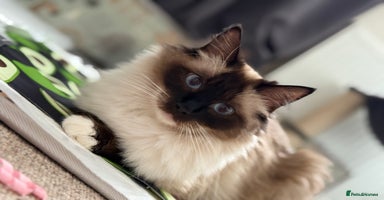 Ragdoll cats - Advert 10