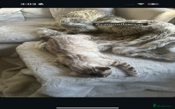 Bengal cats for sale: Bengal x Kittens - Image 9