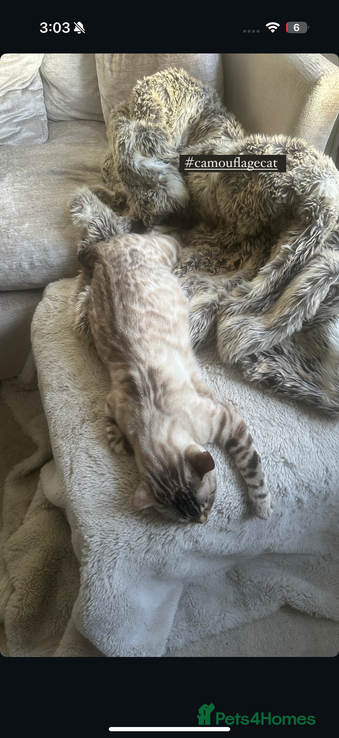 Bengal cats for sale: Bengal x Kittens - Image 9