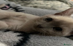 Burmese cats for sale: GCCF reg Pedigree Kittens - Image 3