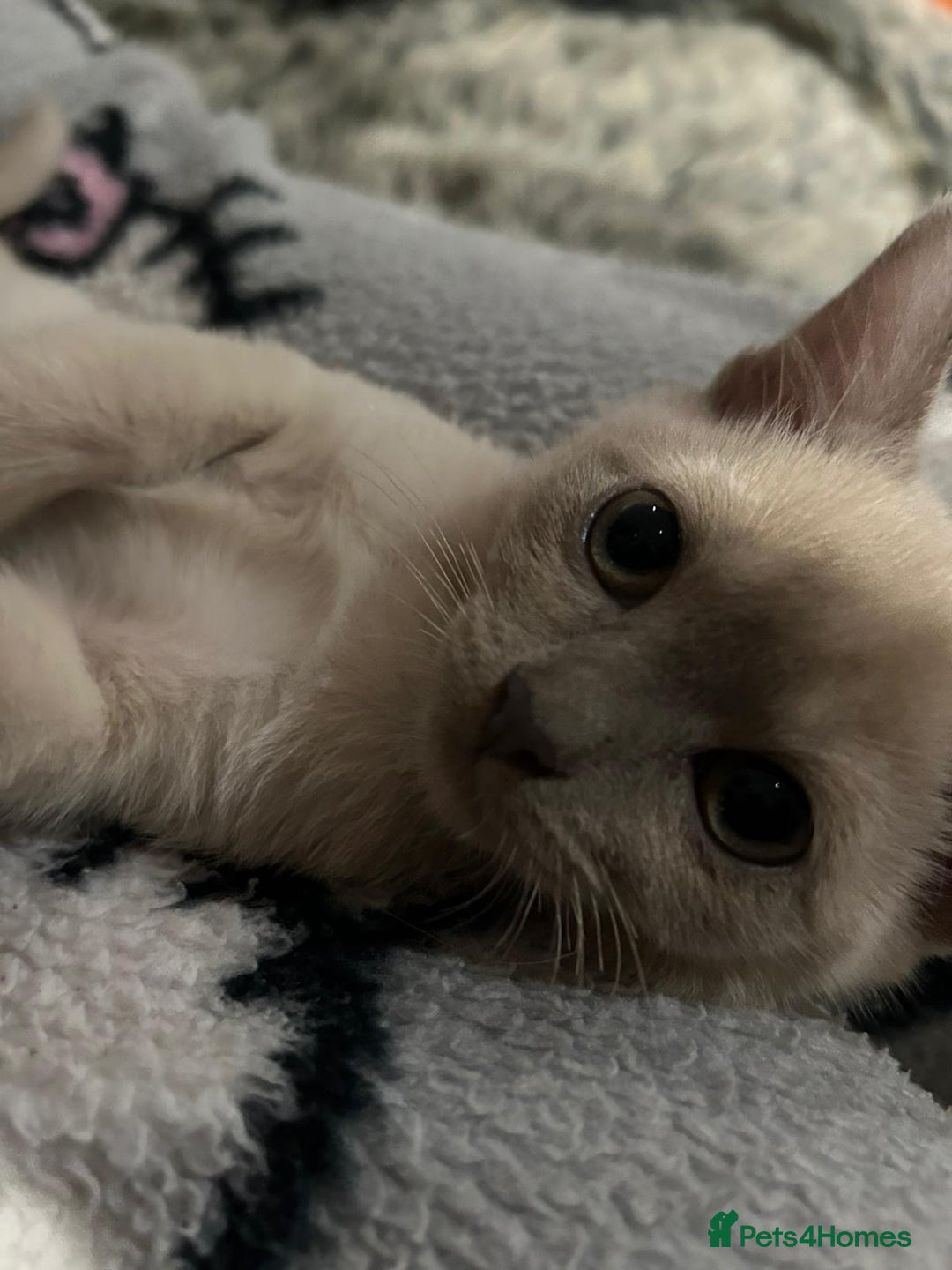 Burmese cats for sale: GCCF reg Pedigree Kittens - Image 3
