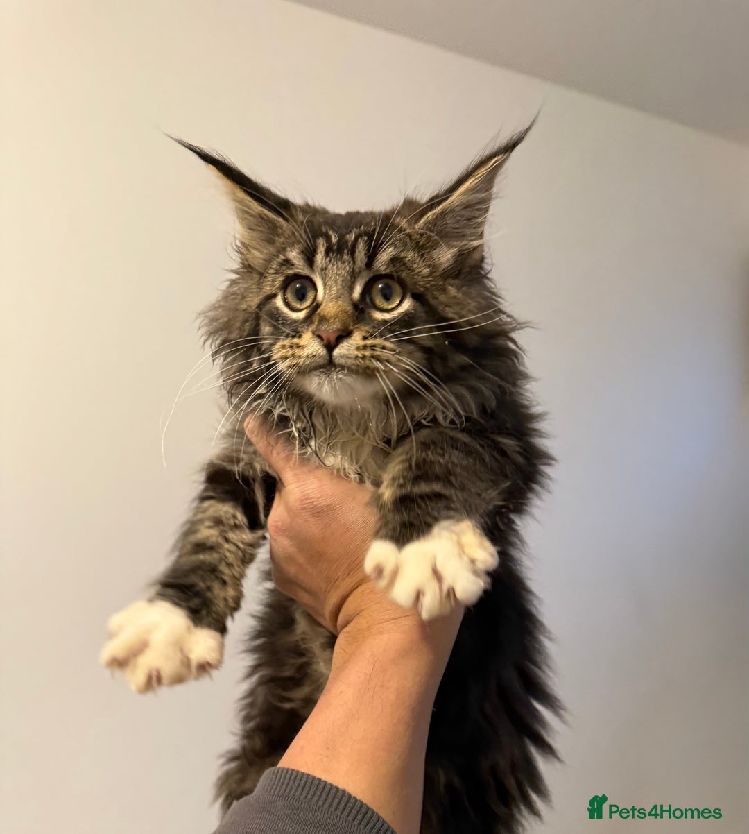 Maine Coon cats for sale: Maine Coon kitties - Advert 1