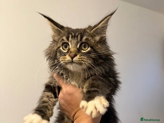 Maine Coon cats Maine Coon kitties - Advert 6