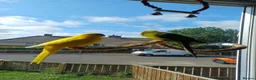 Parakeets birds for sale: 3 Kakarki parrots  in Durham - Advert 18