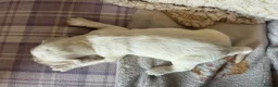 Cocker Spaniel dogs for sale: Cocker Spaniel puppies for sale - Advert 20