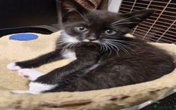 Mixed Breed cats for sale: Kittens😺 - Image 25